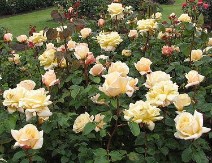 Rose Garden